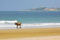 Plage de Cap Skirring